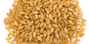 Wheat Seeds