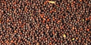 Black Mustard Seed