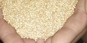 Organic Quinoa