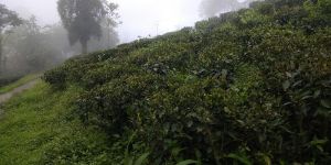 Organic Darjeeling Black Tea