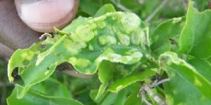 Malathion 50% EC Insecticide