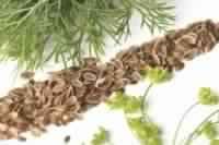 Dill Seed Oil