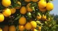 Orange Oil