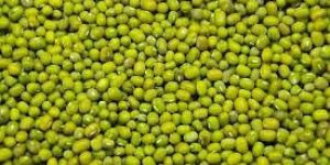 Green Mung Beans