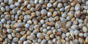 Pearl Millet Seeds