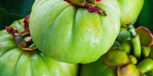 Garcinia Cambogia