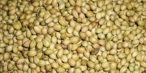 Coriander Seeds