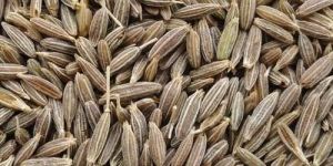 Brown Cumin Seeds