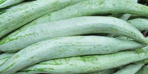 Fresh Snake Gourd