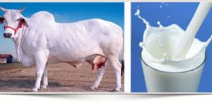 Organic Cow Milk