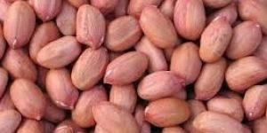 Groundnut