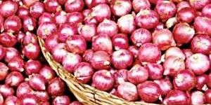 Nashik Onion