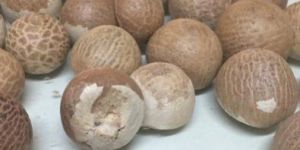 Dried Betel Nuts