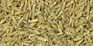 Sweet Cumin Seeds