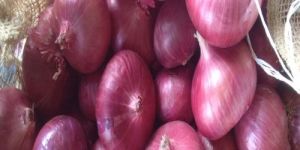 Pink Onion