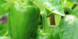 Green Capsicum