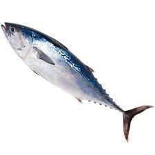 Fresh Tuna Fish