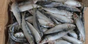 Frozen Sardine Fish