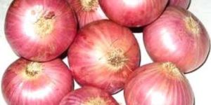 Fresh Red Onion