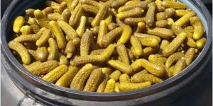 Preserved Gherkins