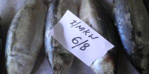 Frozen Mackerel Fish