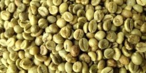 Robusta Green Coffee Beans
