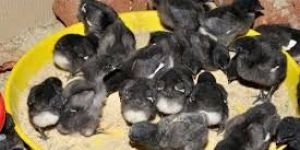 Live Kadaknath Chicks