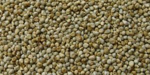 Bajra Seeds