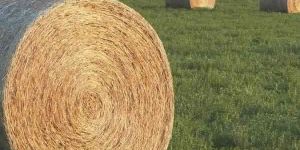 Alfalfa Hay Bale