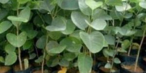 Sandal Wood Plants