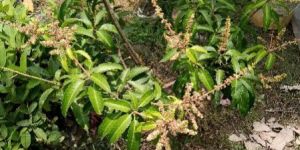 Thai All Time Mango Plants