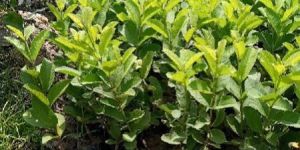 Tiwan Pink Guava Plants