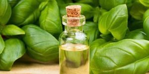 Basil Oil