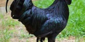 Live Black Chicken