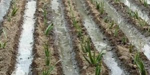 Green Aloe Vera Plant
