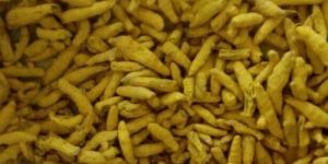 Nizam Turmeric Finger