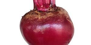 Beet