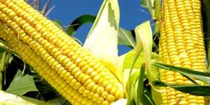 Maize