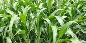 MATHURA GRASS