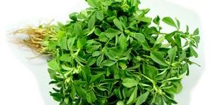 Methi