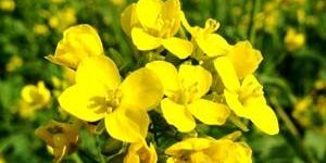 Mustard Flower