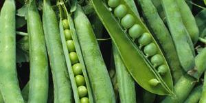Green Peas