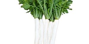 Radish