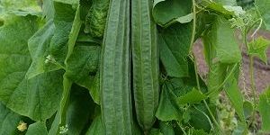 Ridge Gourd