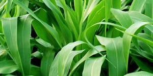 SORGUM SUDAN GRASS