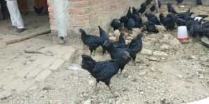 Kadaknath Chickes