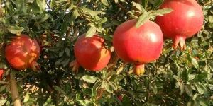 Pomegranate