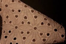 Schiffli Embroidery Fabric and Lace