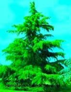 Cedrus Deodara Seeds