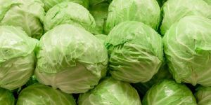Fresh Cabbage